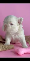 Pink girl, a female French Bulldog for sale in North Miami Beach, FL – 4 of 5