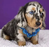Parker, a male Dachshund for sale in North Miami Beach, FL – 3 of 3