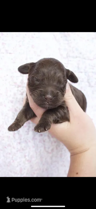 Hermione, a female Cockapoo for sale in Athens, GA – Photo 1 of 8