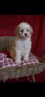 Draco, a male Cockapoo for sale in Athens, GA – Photo 5 of 5