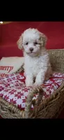 Draco, a male Cockapoo for sale in Athens, GA – Photo 1 of 5