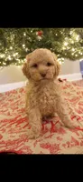 Ron, a male Cockapoo for sale in Athens, GA – Photo 6 of 6