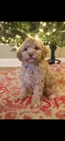 Ron, a male Cockapoo for sale in Athens, GA – Photo 1 of 6