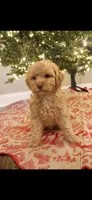 Ron, a male Cockapoo for sale in Athens, GA – Photo 4 of 6