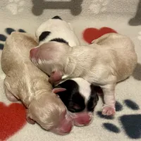 Reese & Jovi’s Sable & White Tri Male, a male Cockapoo for sale in Dade City, FL – 4 of 9