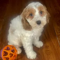Natale & Jovi's Apricot Parti Female #1, a female Cockapoo for sale in Dade City, FL – 2 of 3