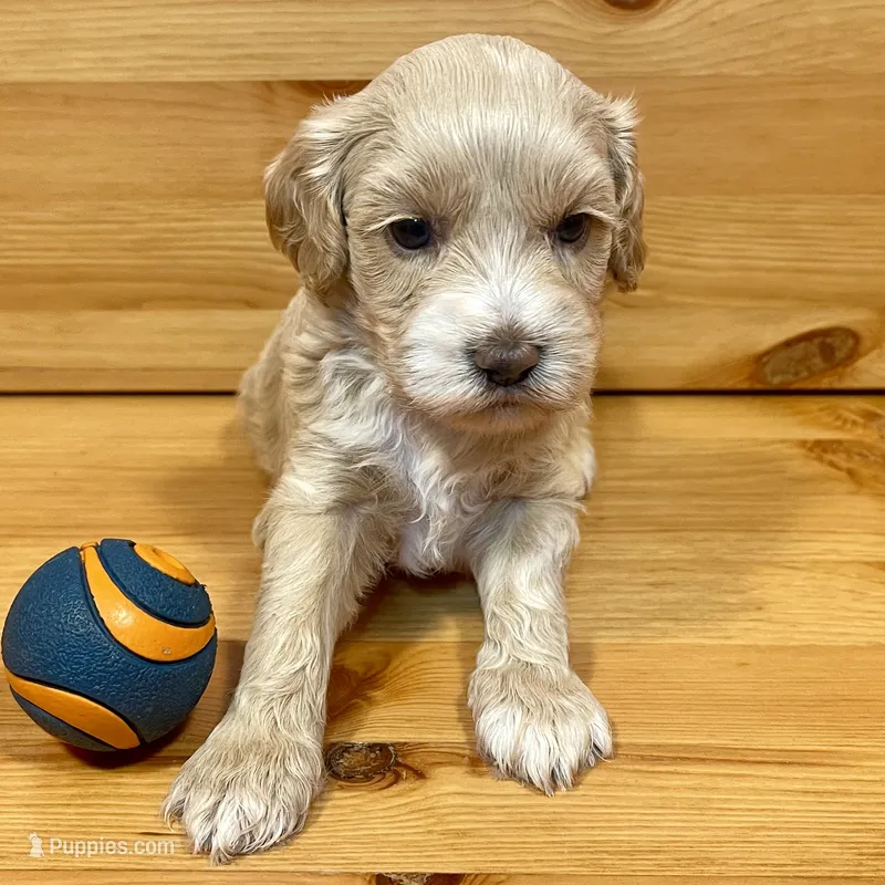 Reese & Jovi’s Buff Abstract Male #1 – Cockapoo, Poodle - Miniature  puppy for sale in Dade City, FL