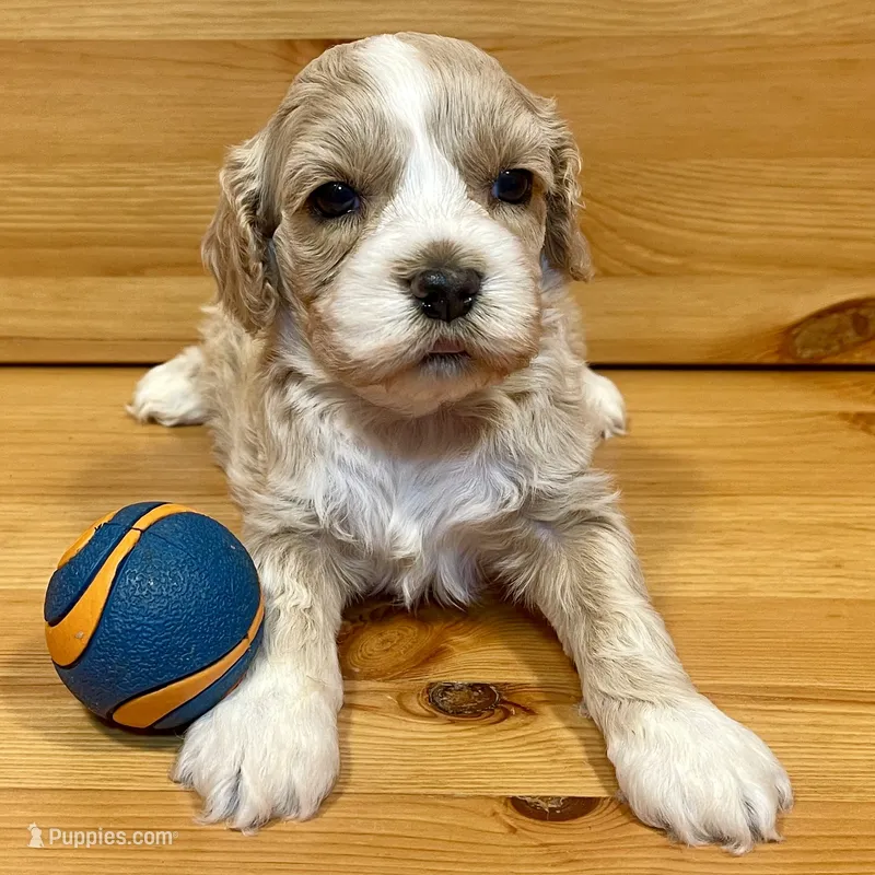 Reese & Jovi’s Buff Tuxedo Female – Cockapoo, Poodle - Miniature  puppy on hold in Dade City, FL