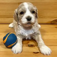 Reese & Jovi’s Buff Tuxedo Female, a female Cockapoo and Poodle - Miniature  for sale in Dade City, FL – 1 of 6