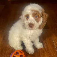 Natale & Jovi's Apricot Parti Female #2, a female Cockapoo for sale in Dade City, FL – 3 of 3