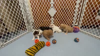 Kit Kat & Jovi’s Black Phantom Male, a male Cockapoo for sale in Dade City, FL – 7 of 10