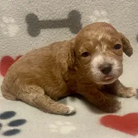 Kit Kat & Jovi’s Apricot Abstract Female, a female Cockapoo and Poodle - Miniature  for sale in Dade City, FL – 2 of 3