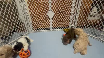 Reese & Jovi’s Black & White Tri Female, a female Cockapoo and Poodle - Miniature  for sale in Dade City, FL – 6 of 6