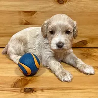 Reese & Jovi’s Buff Abstract Male #1, a male Cockapoo and Poodle - Miniature  for sale in Dade City, FL – 2 of 6