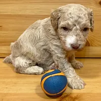 Reese & Jovi’s Buff Abstract Male #2, a male Cockapoo and Poodle - Miniature  for sale in Dade City, FL – 2 of 6
