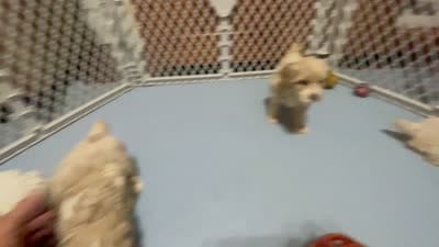 Reese & Jovi’s Buff Tuxedo Female, a female Cockapoo and Poodle - Miniature  for sale in Dade City, FL – 4 of 6