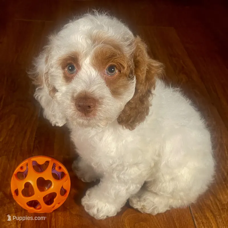 Natale & Jovi's Apricot Parti Female #2 – Cockapoo puppy for sale in Dade City, FL