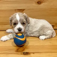 Reese & Jovi’s Buff Tuxedo Female, a female Cockapoo and Poodle - Miniature  for sale in Dade City, FL – 3 of 6