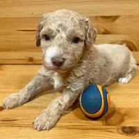 Reese & Jovi’s Buff Abstract Male #2, a male Cockapoo and Poodle - Miniature  for sale in Dade City, FL – 3 of 6