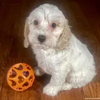 Ba'Haley & Jovi's Buff Parti Female #1, a female Cockapoo for sale in Dade City, FL – 3 of 3