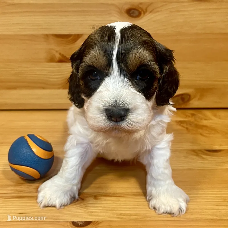 Reese & Jovi’s Sable & White Parti Male – Cockapoo, Poodle - Miniature  puppy for sale in Dade City, FL