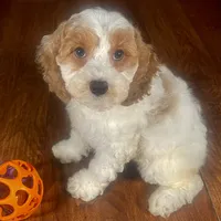 Natale & Jovi's Apricot Parti Female #1, a female Cockapoo for sale in Dade City, FL – 3 of 3
