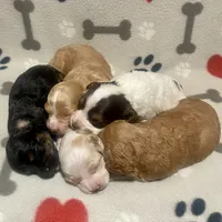 Kit Kat & Jovi’s Black Phantom Male, a male Cockapoo for sale in Dade City, FL – 6 of 10