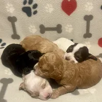 Kit Kat & Jovi’s Apricot Abstract Female, a female Cockapoo for sale in Dade City, FL – 6 of 10