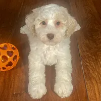 Ba'Haley & Jovi's Buff Parti Female #2, a female Cockapoo for sale in Dade City, FL – 2 of 3