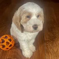 Rachel & Jovi's ​Buff Parti Male, a male Cockapoo for sale in Dade City, FL – 3 of 3
