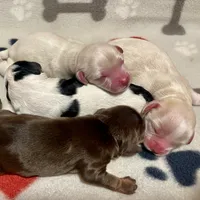 Reese & Jovi’s Sable & White Tri Male, a male Cockapoo for sale in Dade City, FL – 5 of 9