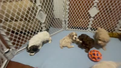 Reese & Jovi’s Sable & White Parti Male, a male Cockapoo and Poodle - Miniature  for sale in Dade City, FL – 4 of 6
