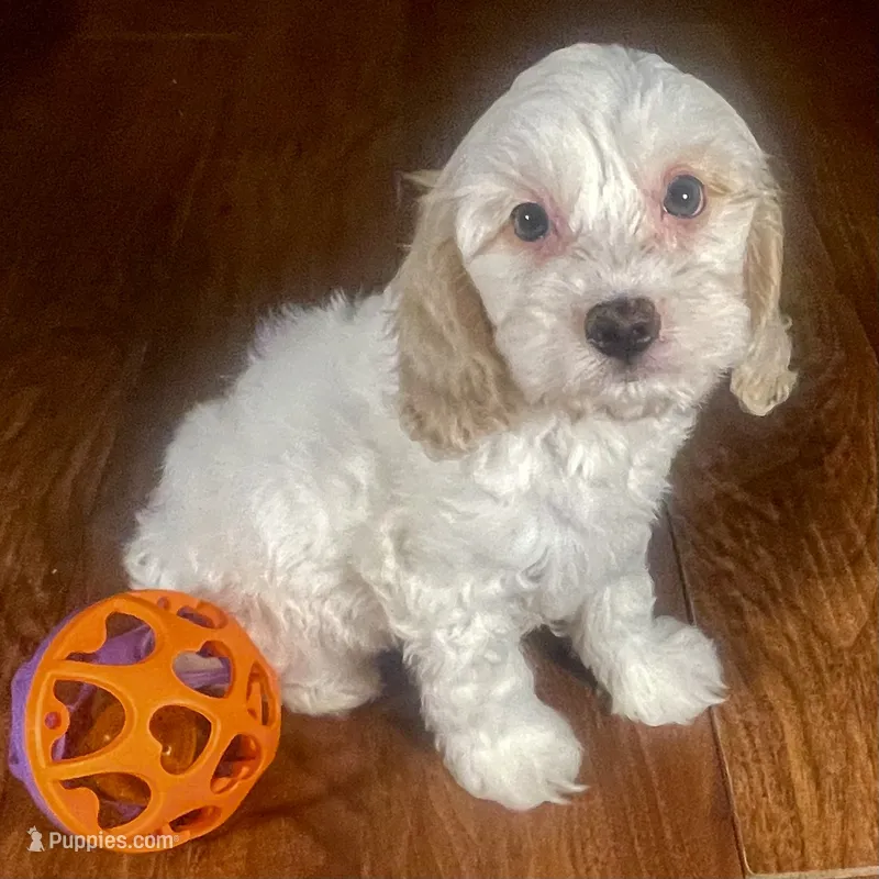 Ba'Haley & Jovi's Buff Parti Female #1 – Cockapoo puppy for sale in Dade City, FL
