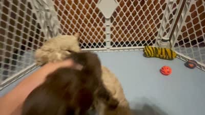 Reese & Jovi’s Chocolate Sable Female, a female Cockapoo and Poodle - Miniature  for sale in Dade City, FL – 4 of 6