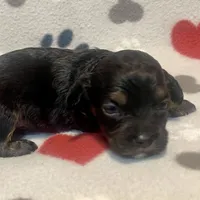 Kit Kat & Jovi’s Black Phantom Male, a male Cockapoo and Poodle - Miniature  for sale in Dade City, FL – 3 of 3