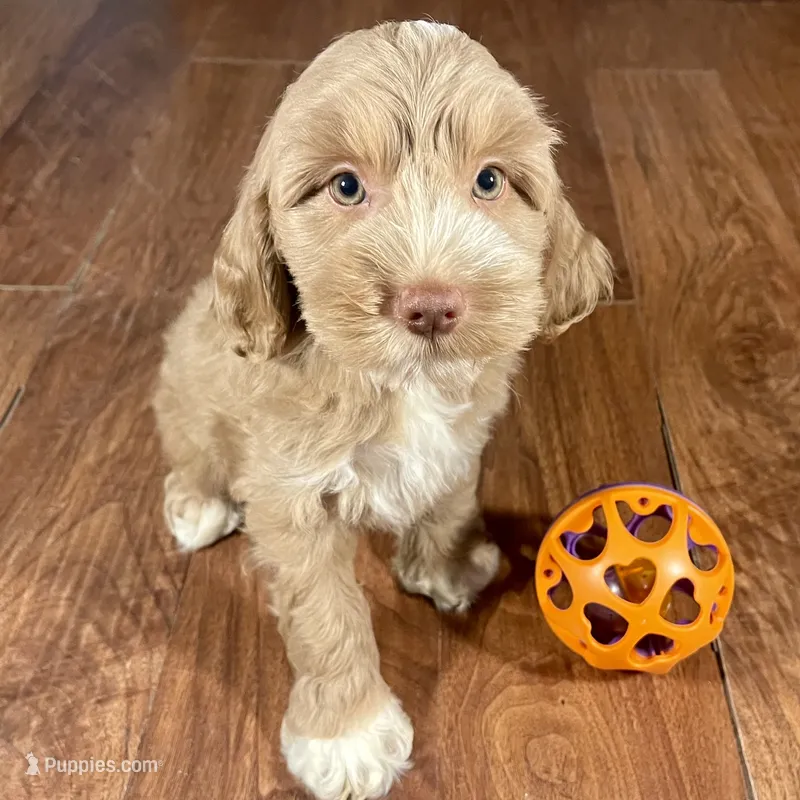 Margarita & Jovi’s Apricot Tuxedo Male #3 – Cockapoo puppy for sale in Dade City, FL