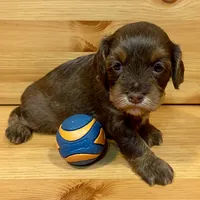Reese & Jovi’s Chocolate Sable Female, a female Cockapoo and Poodle - Miniature  for sale in Dade City, FL – 3 of 6