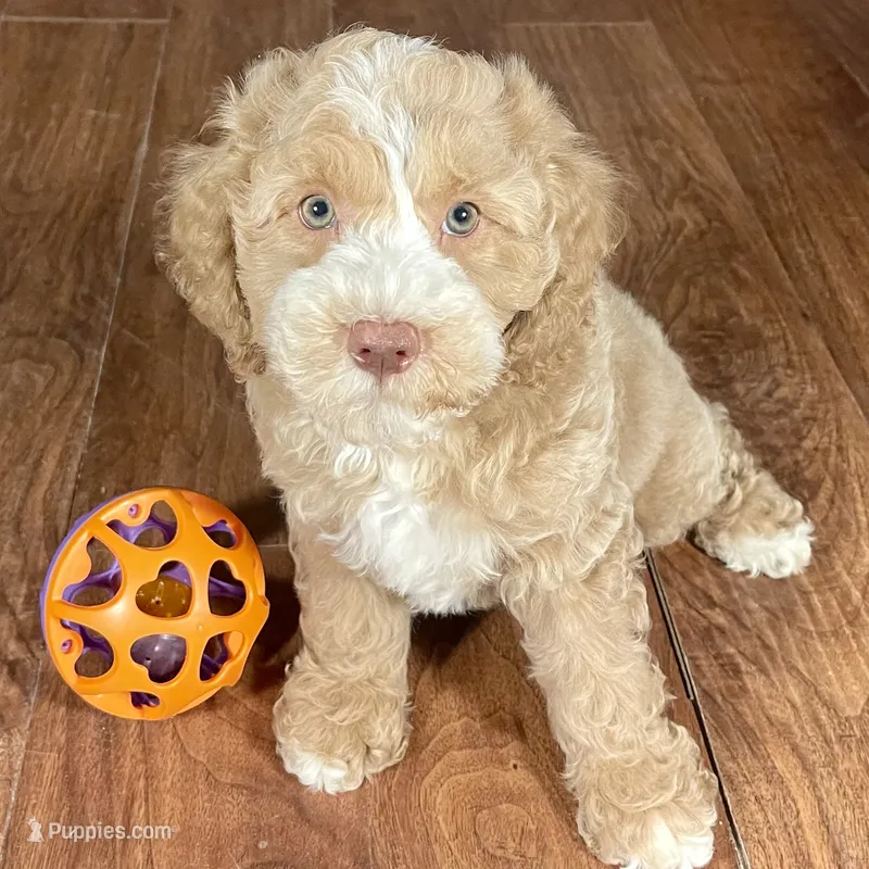Margarita & Jovi’s Apricot Tuxedo Male #4 – Cockapoo puppy for sale in Dade City, FL
