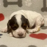 Kit Kat & Jovi’s Chocolate & White Tri Female, a female Cockapoo and Poodle - Miniature  for sale in Dade City, FL – 2 of 3