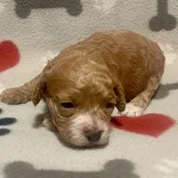 Kit Kat & Jovi’s Apricot Abstract Female, a female Cockapoo and Poodle - Miniature  for sale in Dade City, FL – 3 of 3