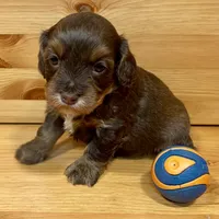 Reese & Jovi’s Chocolate Sable Female, a female Cockapoo and Poodle - Miniature  for sale in Dade City, FL – 2 of 6