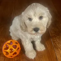 Rachel & Jovi's Buff Male, a male Cockapoo for sale in Dade City, FL – 2 of 3