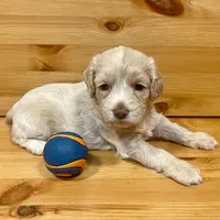 Reese & Jovi's Buff Abstract Female, a female Cockapoo and Poodle - Miniature  for sale in Dade City, FL – 2 of 6