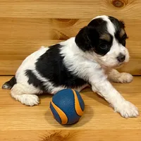 Reese & Jovi’s Black & White Tri Female, a female Cockapoo and Poodle - Miniature  for sale in Dade City, FL – 2 of 6