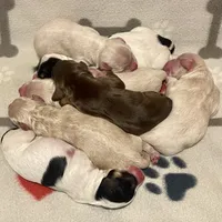 Reese & Jovi’s Black & White Tri Female, a female Cockapoo for sale in Dade City, FL – 6 of 9