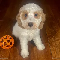 Ba'Haley & Jovi's Apricot Parti Male, a male Cockapoo for sale in Dade City, FL – 1 of 3