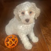Ba'Haley & Jovi's Buff Parti Female #2, a female Cockapoo for sale in Dade City, FL – 3 of 3