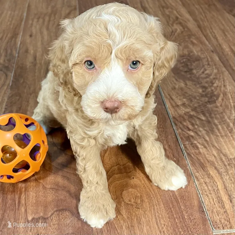 Margarita & Jovi’s Apricot Tuxedo Male #4 – Cockapoo puppy for sale in Dade City, FL
