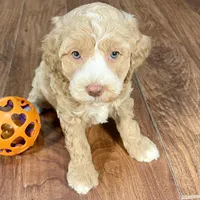 Margarita & Jovi’s Apricot Tuxedo Male #4, a male Cockapoo for sale in Dade City, FL – Photo 1 of 3