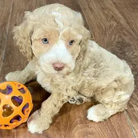 Margarita & Jovi’s Apricot Tuxedo Male #4, a male Cockapoo for sale in Dade City, FL – Photo 2 of 3